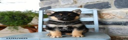Gerberian Shepsky dogs for sale: Panda - Ad 5