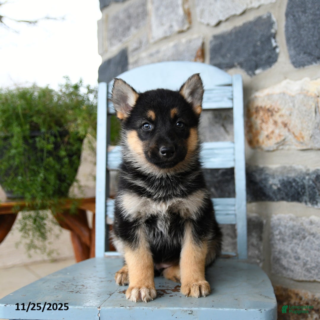 Gerberian Shepsky dogs for sale: Panda - Ad 5