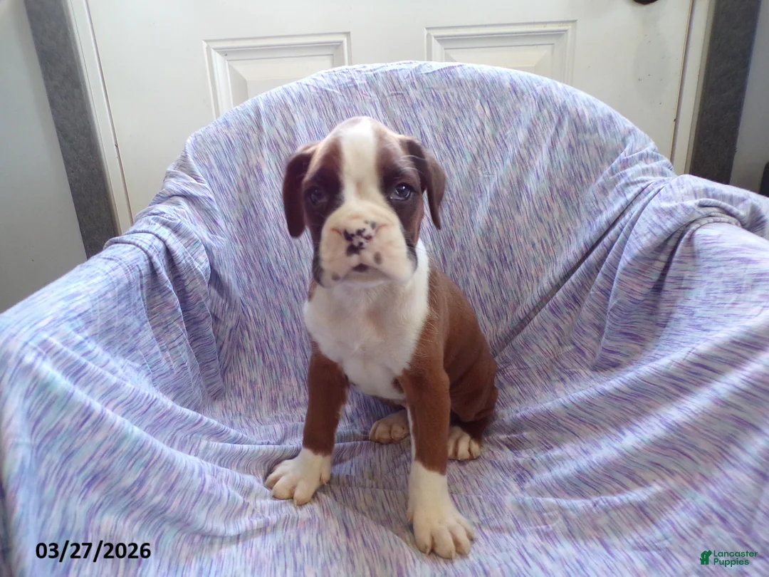Boxer dogs for sale: Darcy - Ad 1