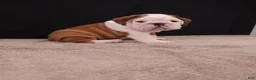 English Bulldog dogs for sale: Bruno - Ad 15