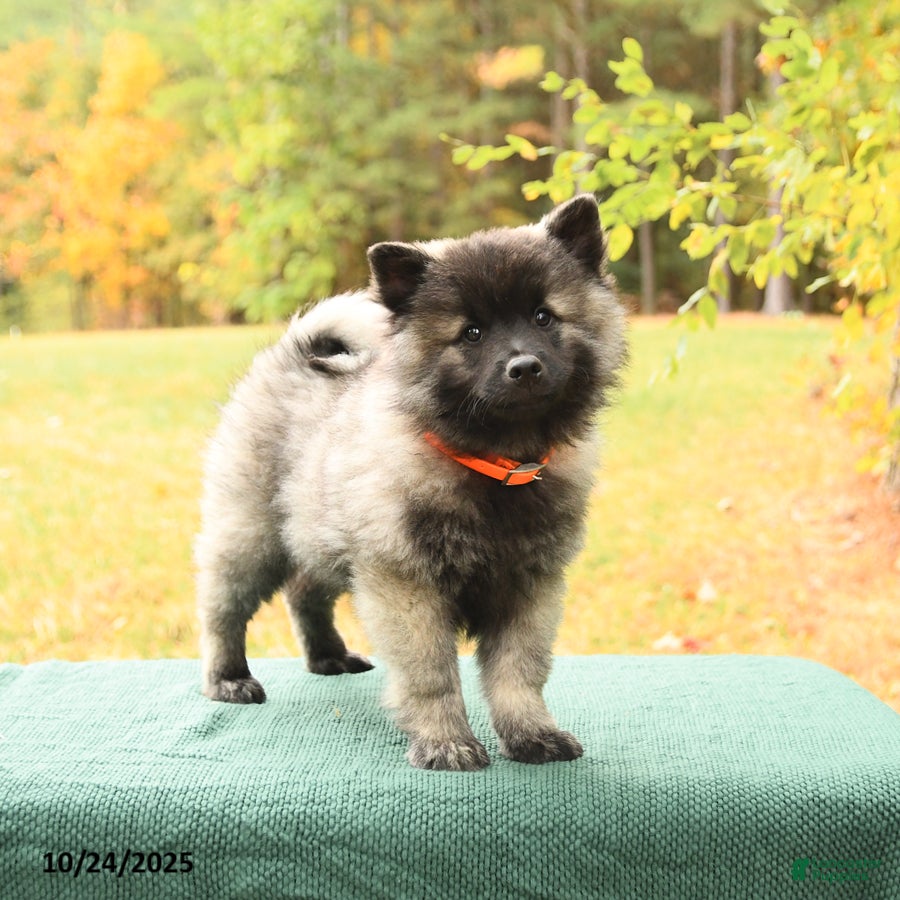 Keeshond dogs Nickleby - Ad 1