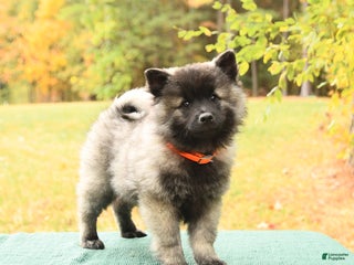Keeshond dogs Nickleby - Ad 1
