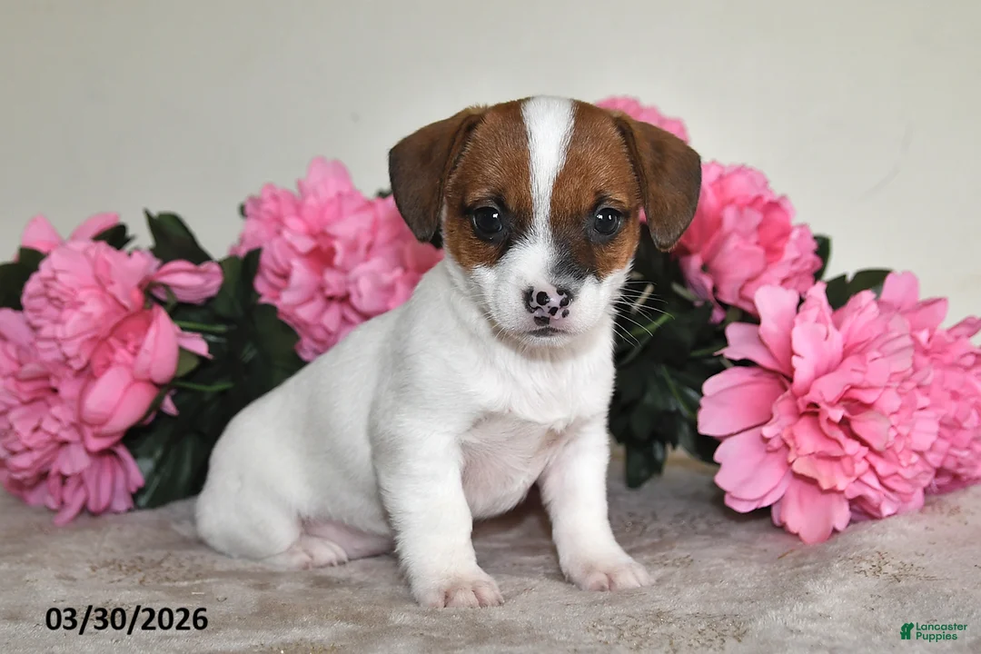 Jack Russell Terrier dogs for sale: Rosie - Ad 2