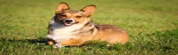 Welsh Corgi Pembroke dogs for sale: Olivia - Ad 9