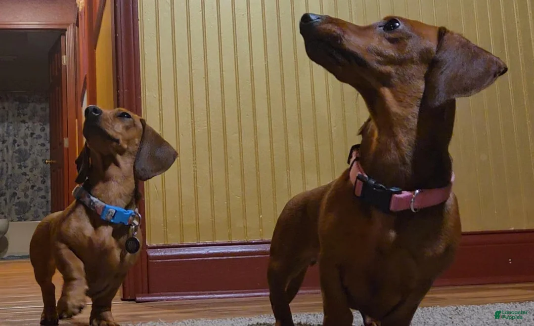 Dachshund dogs for sale: Antonio - Ad 2