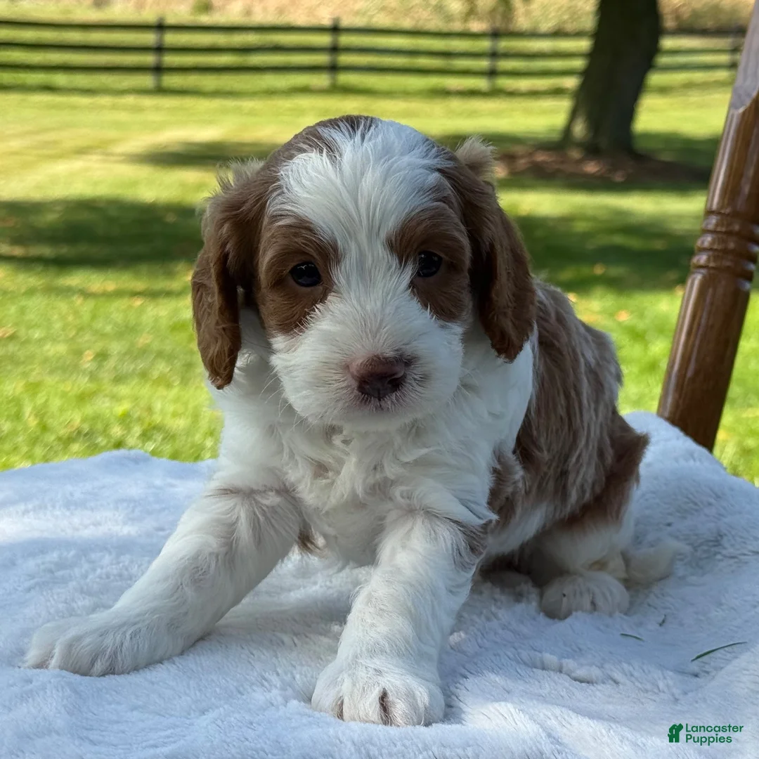 Cavapoo dogs for sale: River - Ad 7