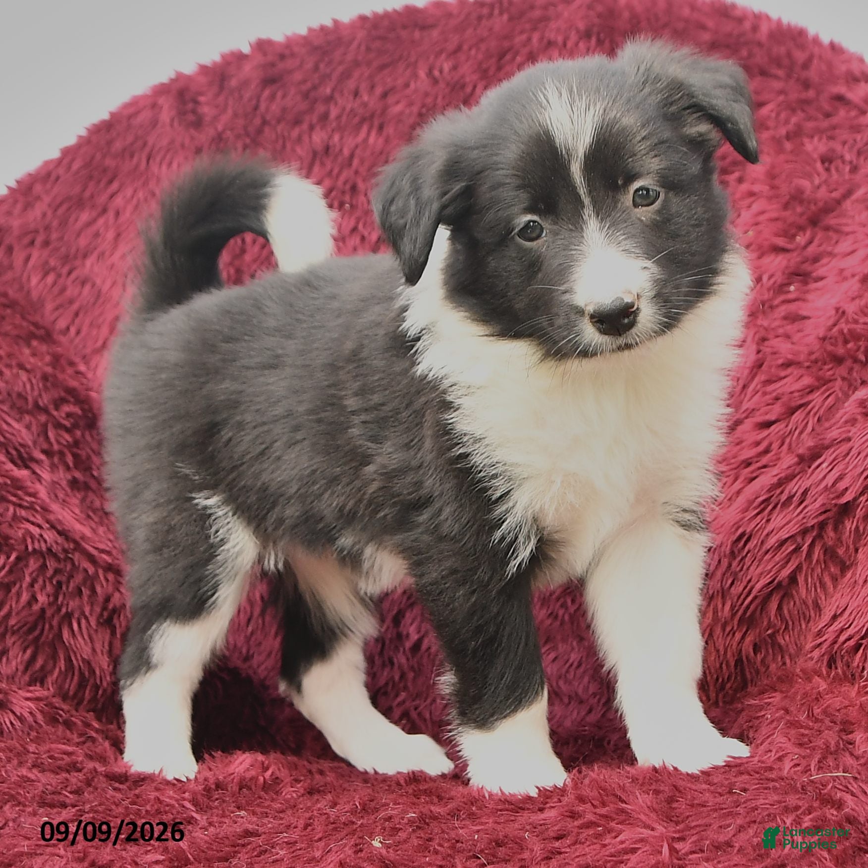 Border Collie dogs Nell  - Ad 2
