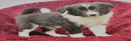 Border Collie dogs for sale: Nell  - Ad 2