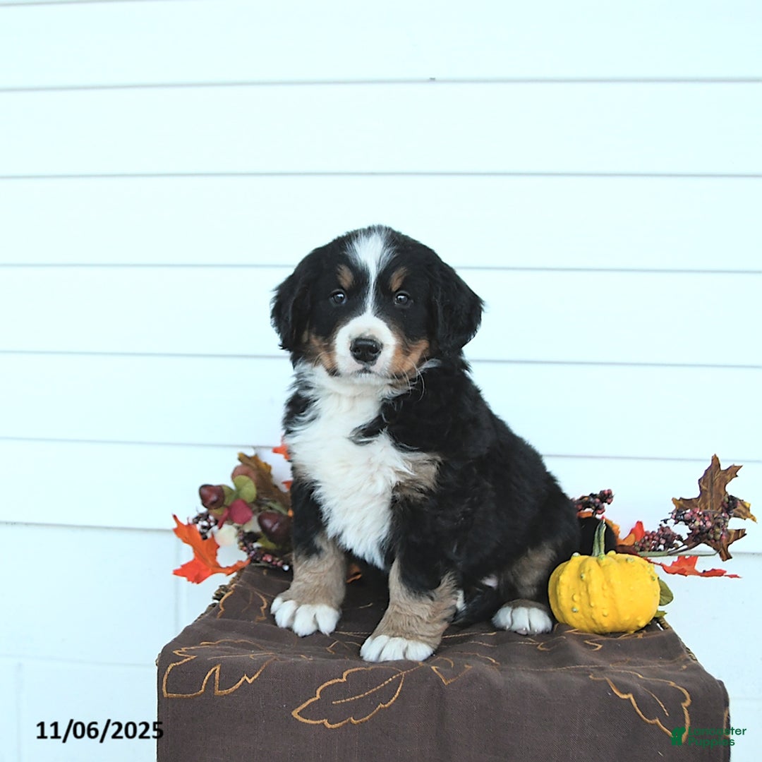Bernese Mountain Dog dogs for sale: Arya - Ad 1