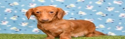 Miniature Dachshund dogs for sale: AKC-Becca - Ad 14