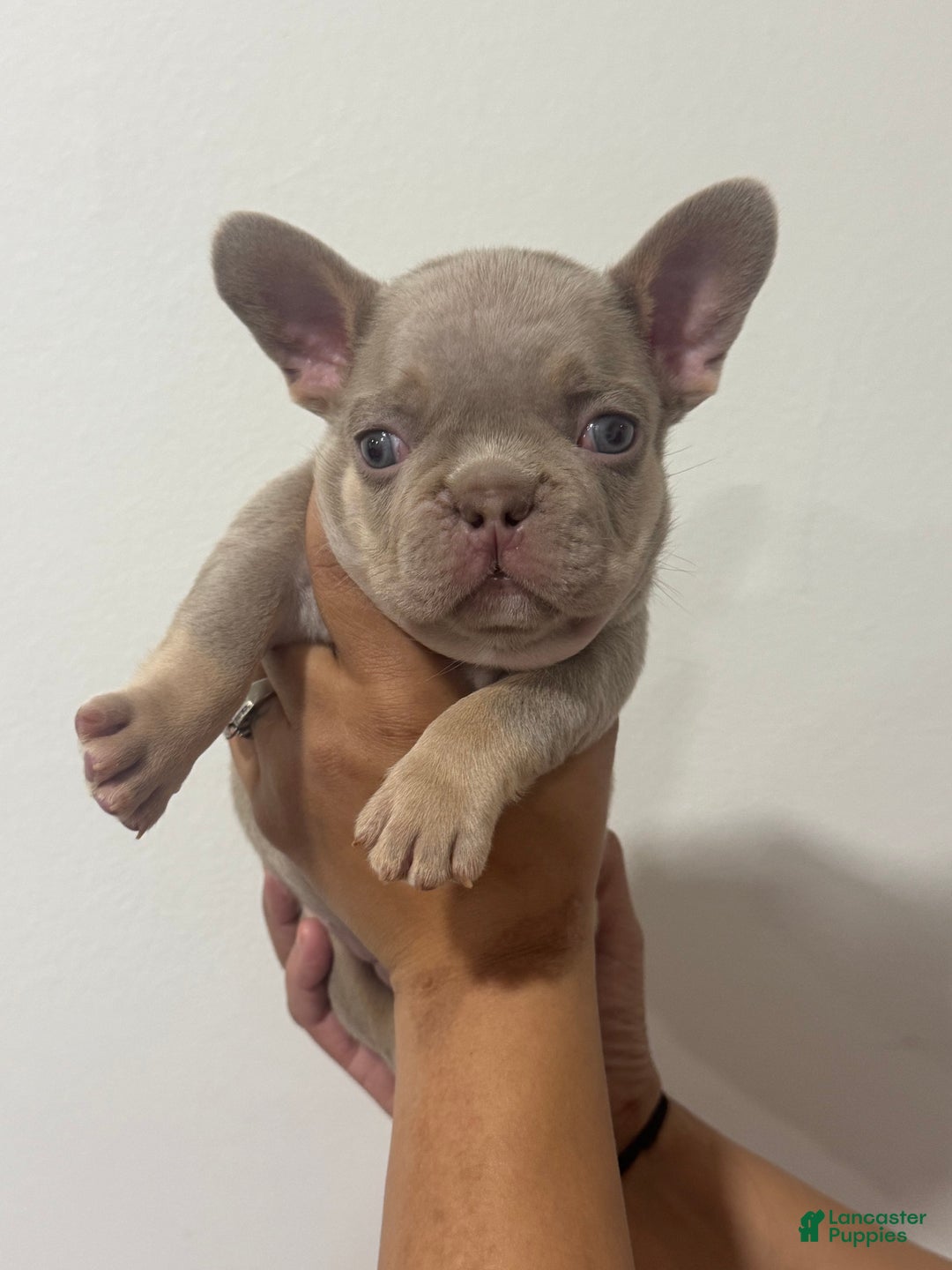 French Bulldog dogs for sale: Romeo - Ad 2