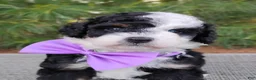 Bernedoodle dogs for sale: Nola - Ad 1