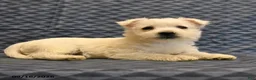 West Highland Terrier dogs for sale: Nate - Ad 4