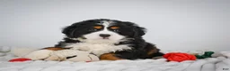 Miniature Bernese Mountain Dog dogs for sale: Chase - Ad 4
