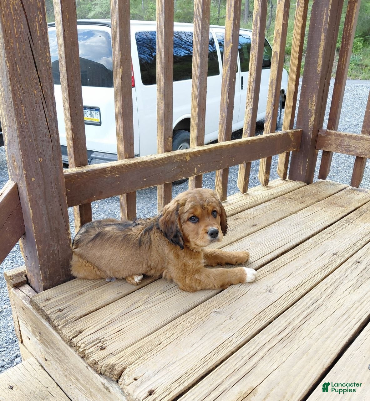 Mixed Breed dogs Arnie - Ad 2