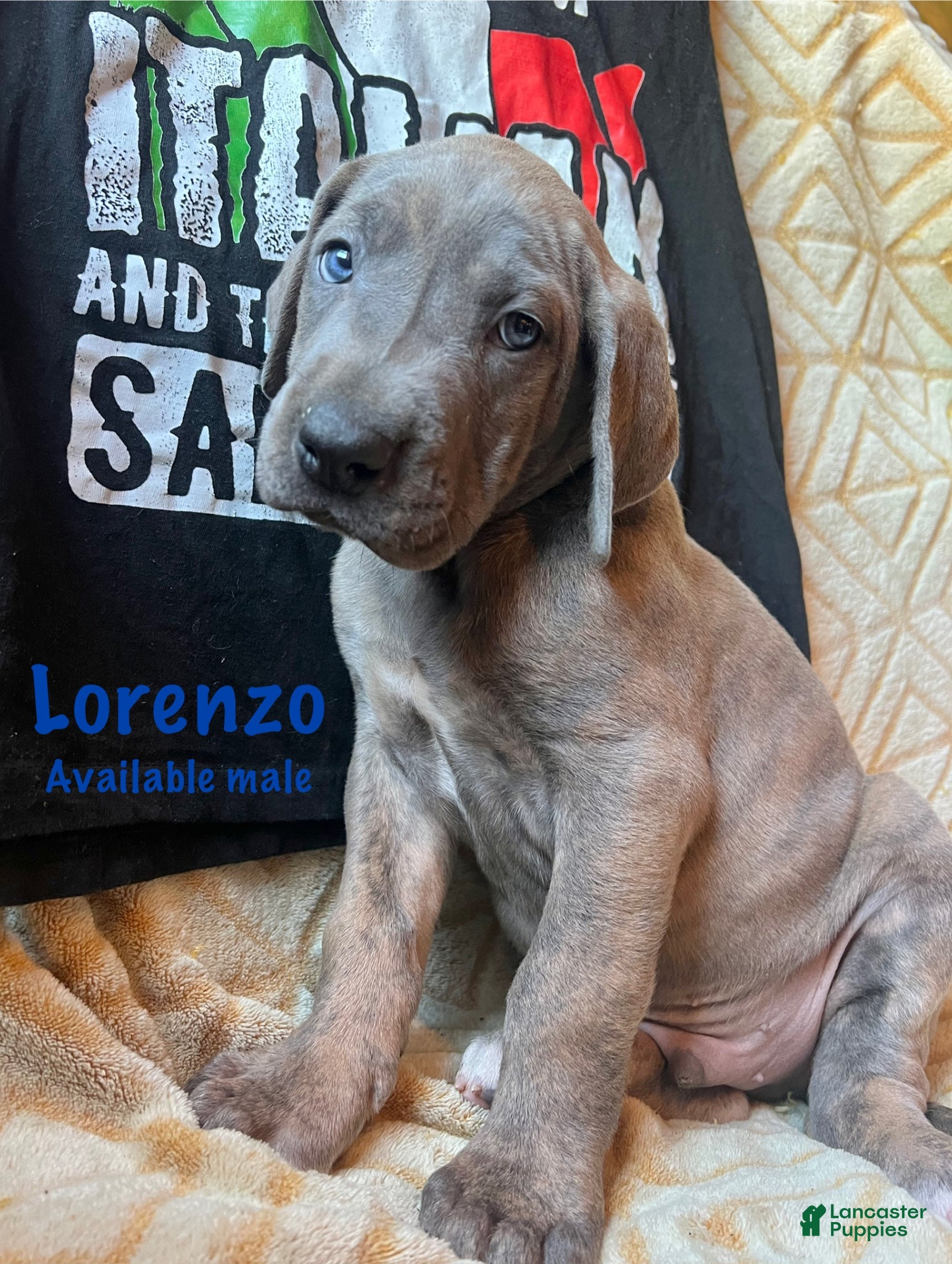 Great Dane dogs Lorenzo - Ad 4