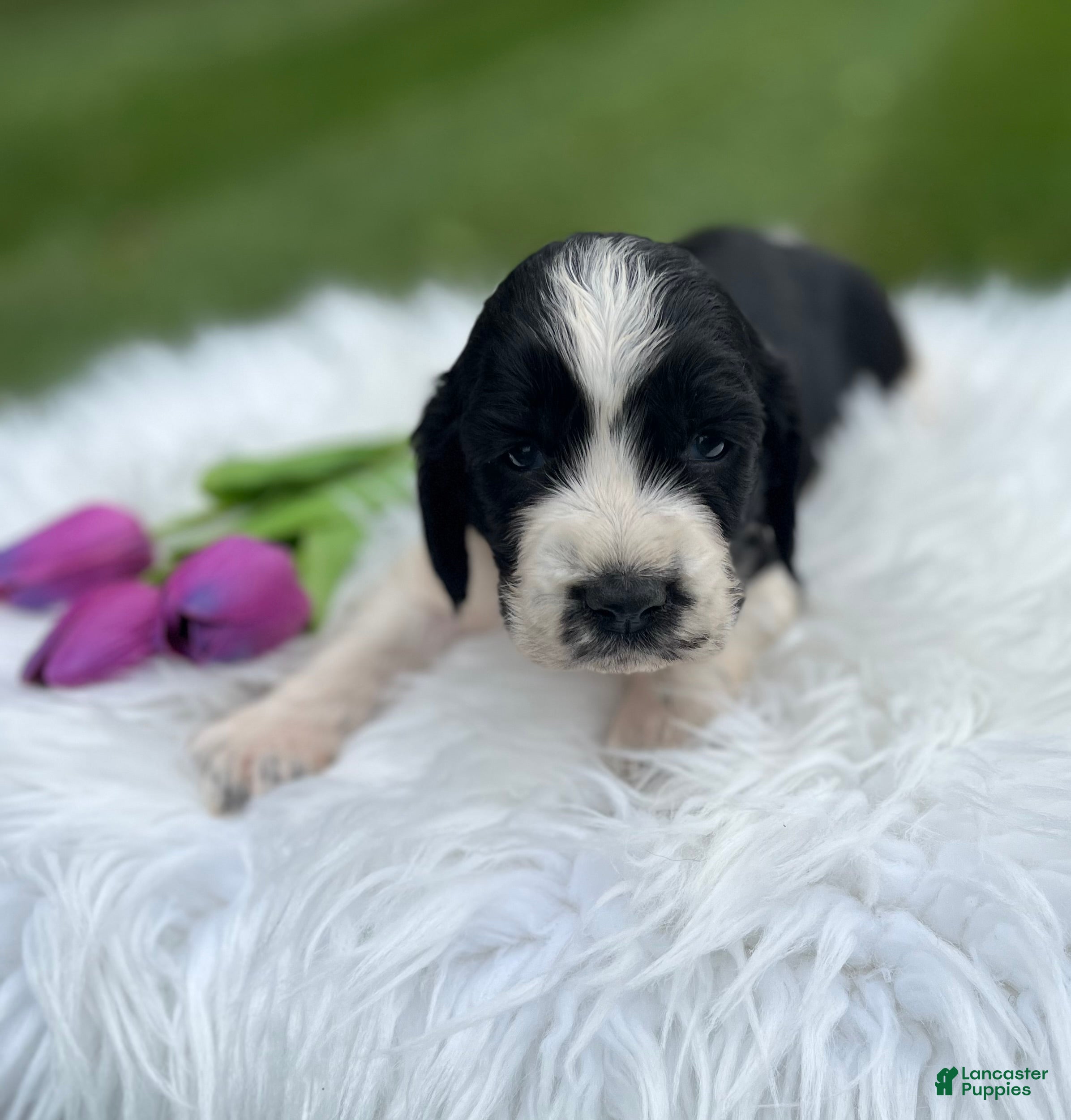 English Springer Spaniel dogs Darla - Ad 1