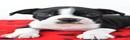 Boston Terrier dogs for sale: Ruger - Ad 6