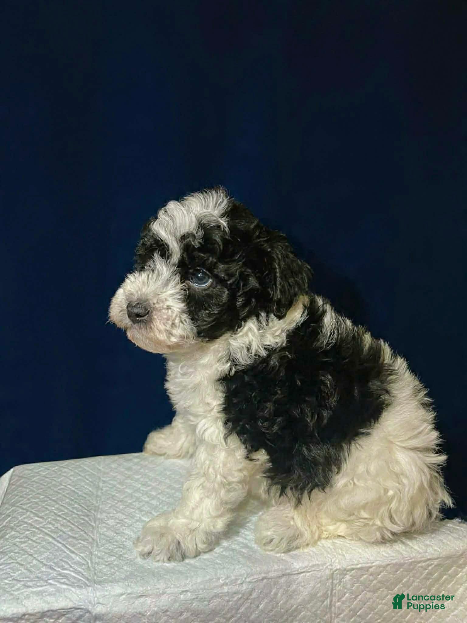 Shihpoo dogs Oreo - Ad 2