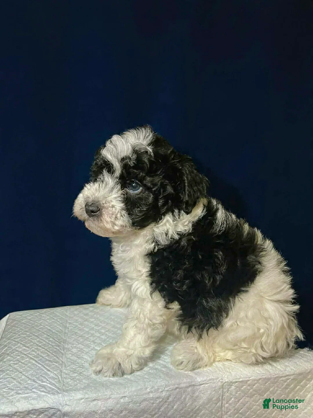 Shihpoo dogs for sale: Oreo - Ad 2