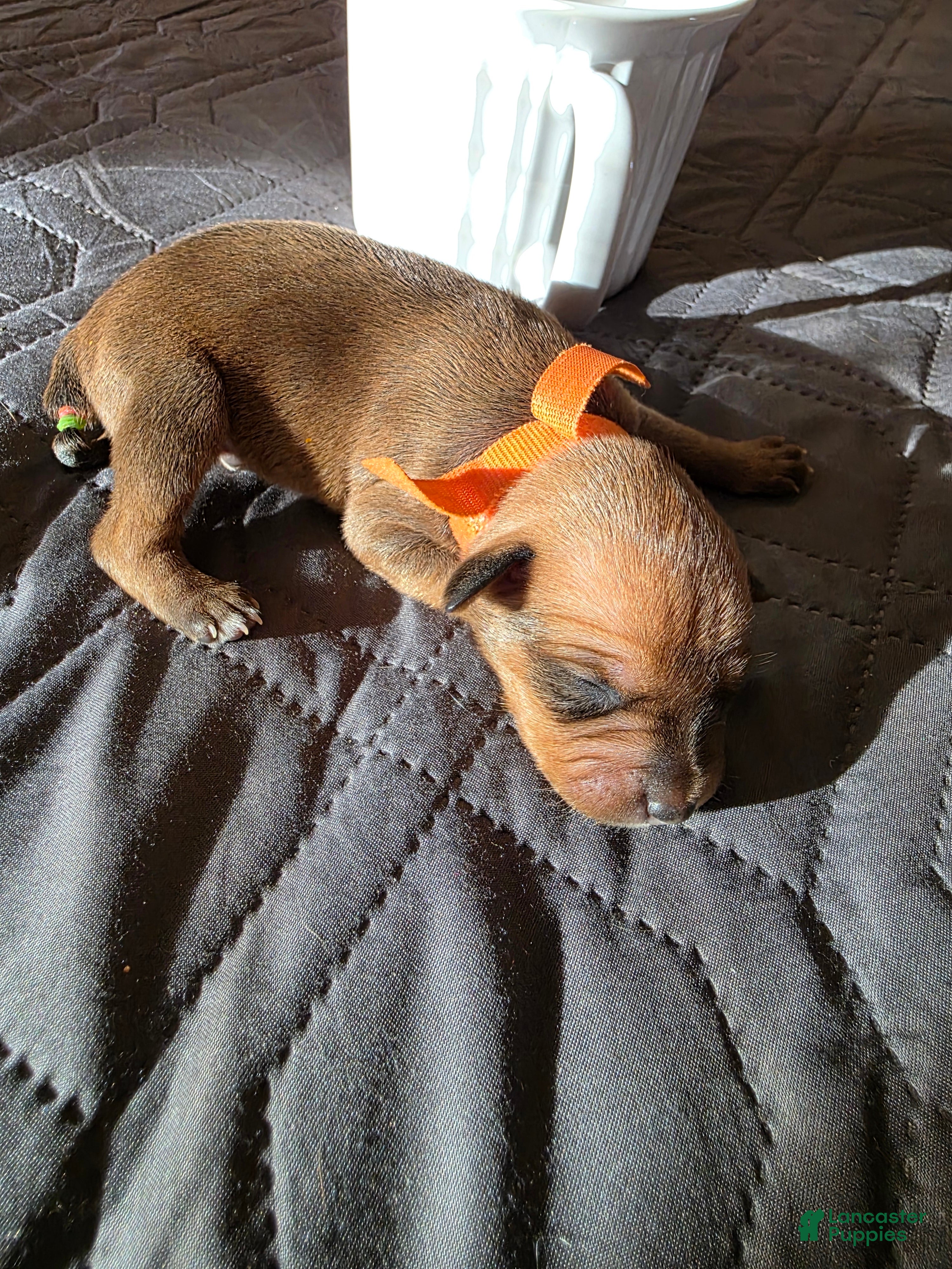 Miniature Pinscher dogs J-orange - Ad 1
