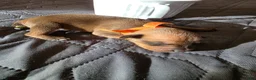 Miniature Pinscher dogs for sale: J-orange - Ad 1