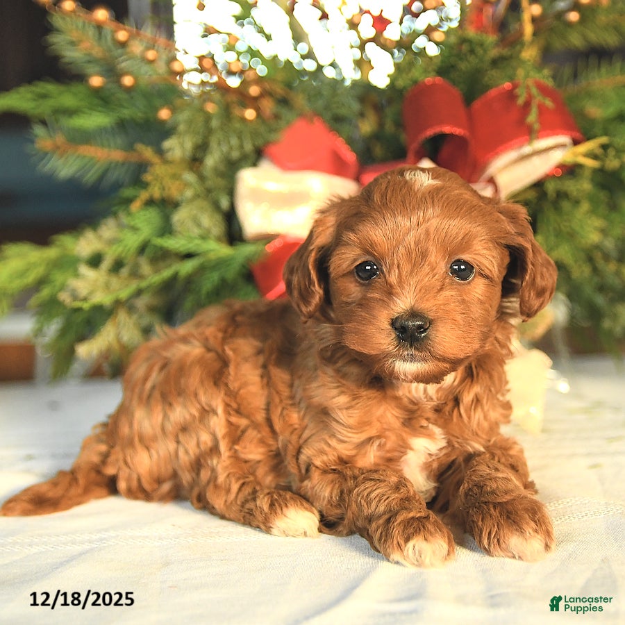 Maltipoo dogs Oscar - Ad 19