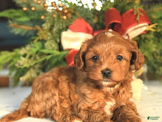 Maltipoo dogs Oscar - Ad 24