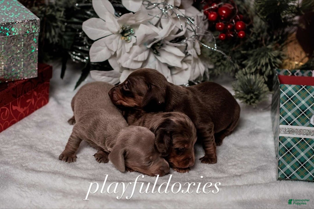 Miniature Dachshund dogs for sale: Ravioli's Chocolate & Tan Girl - Ad 15