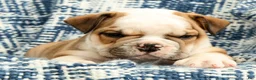 English Bulldog dogs for sale: Jasper - Ad 8