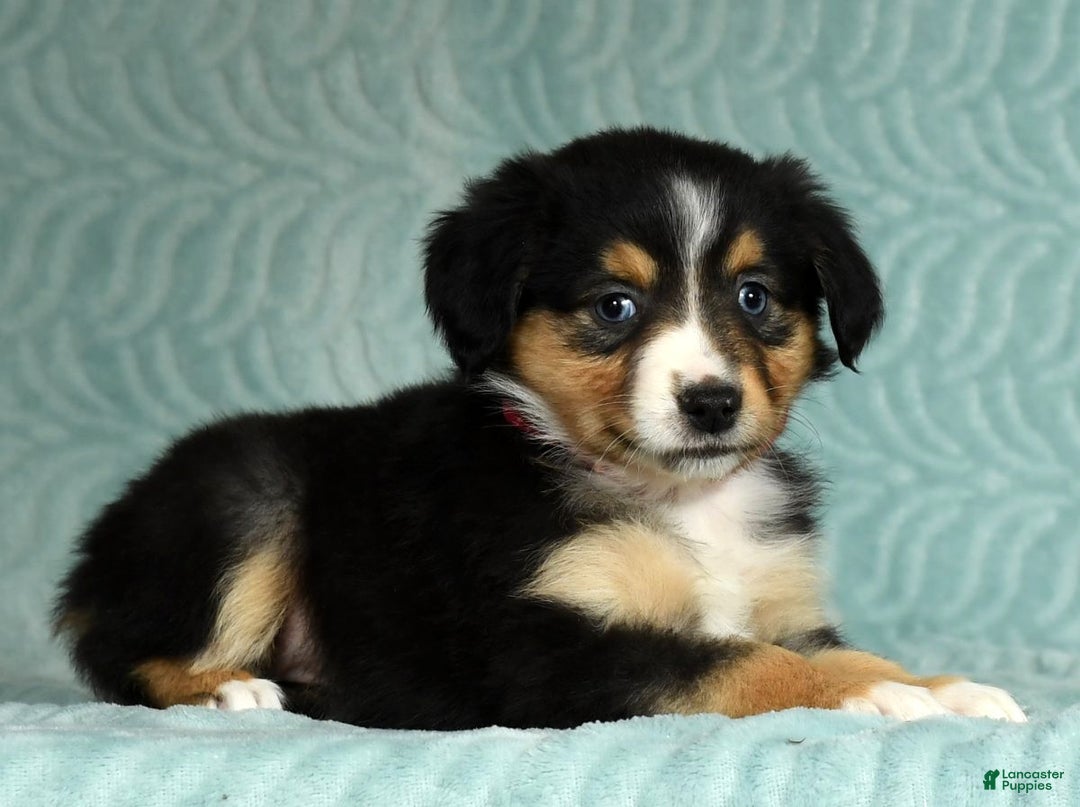 Australian Shepherd dogs for sale: Maggie - Ad 1