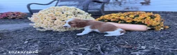 Welsh Springer Spaniel dogs for sale: Lady - Ad 14