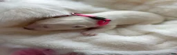 Samoyed dogs for sale: Pink  - Ad 2