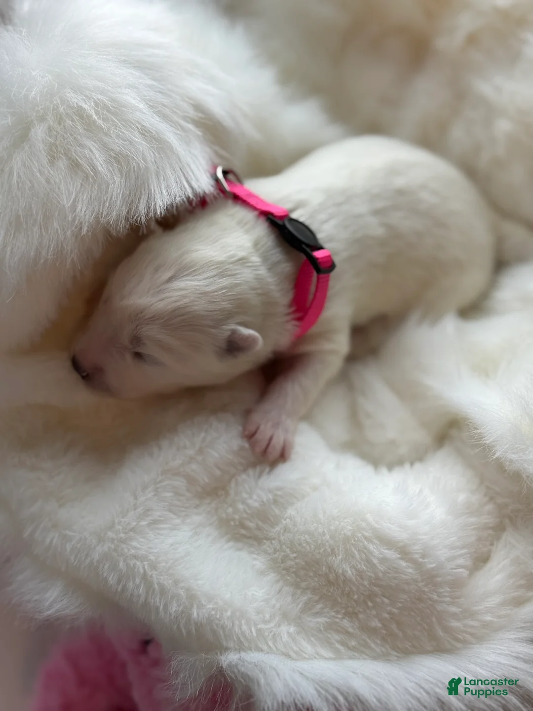 Samoyed dogs for sale: Pink  - Ad 2