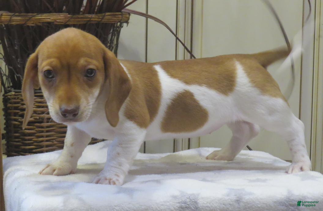 Miniature Dachshund dogs Jewel - Ad 1