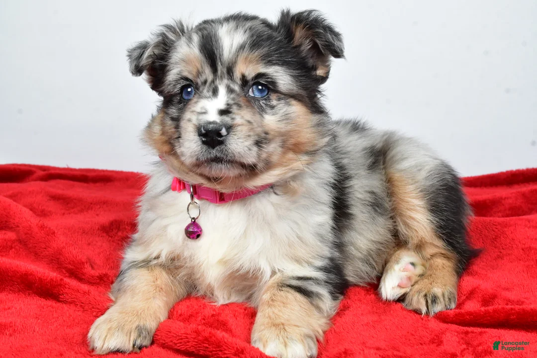 Mixed Breed dogs for sale: Coco - Ad 9