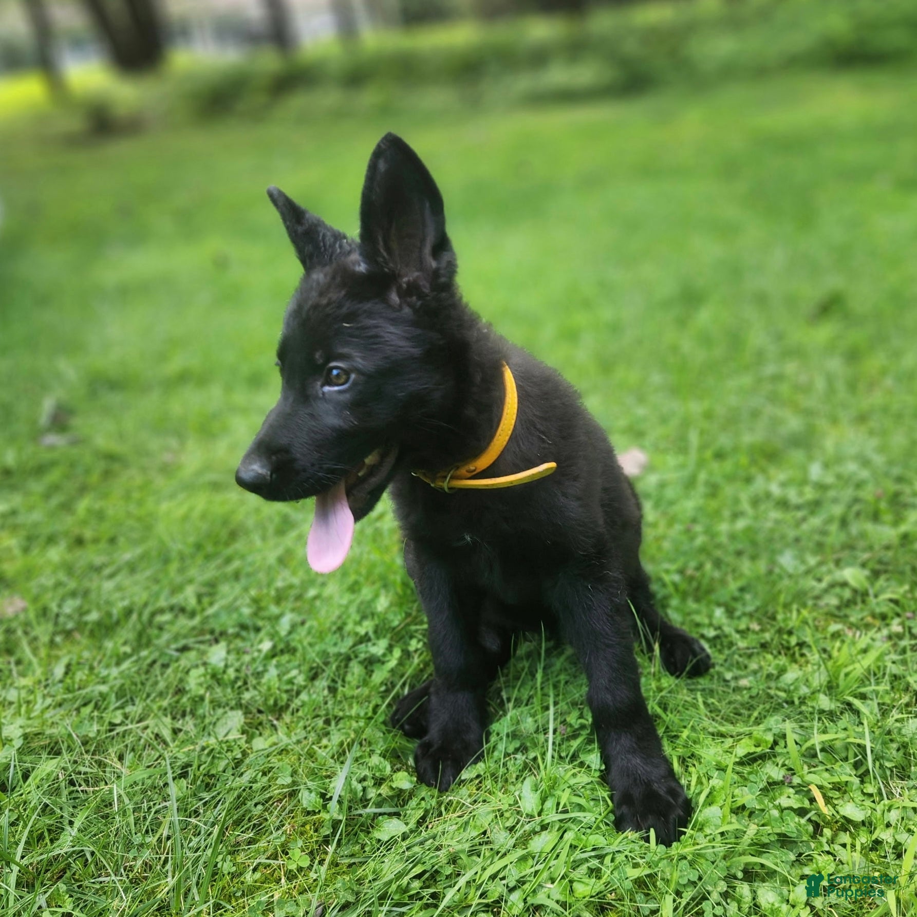 German Shepherd dogs UÑA - Ad 1