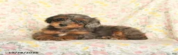Mini Goldendoodle dogs for sale: Oriana - Ad 3