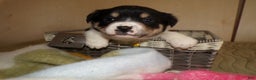 Border Collie dogs for sale: Border Collie Puppy 6 Ryly - Ad 2