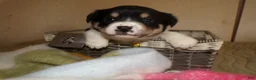 Border Collie dogs for sale: Border Collie Puppy 6 Ryly - Ad 2
