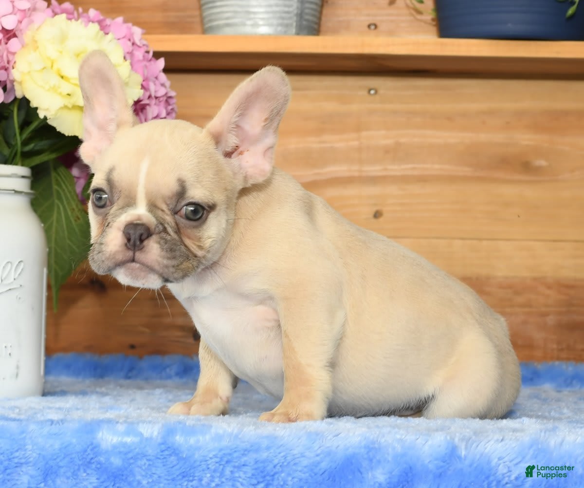 French Bulldog dogs Amber - Ad 7