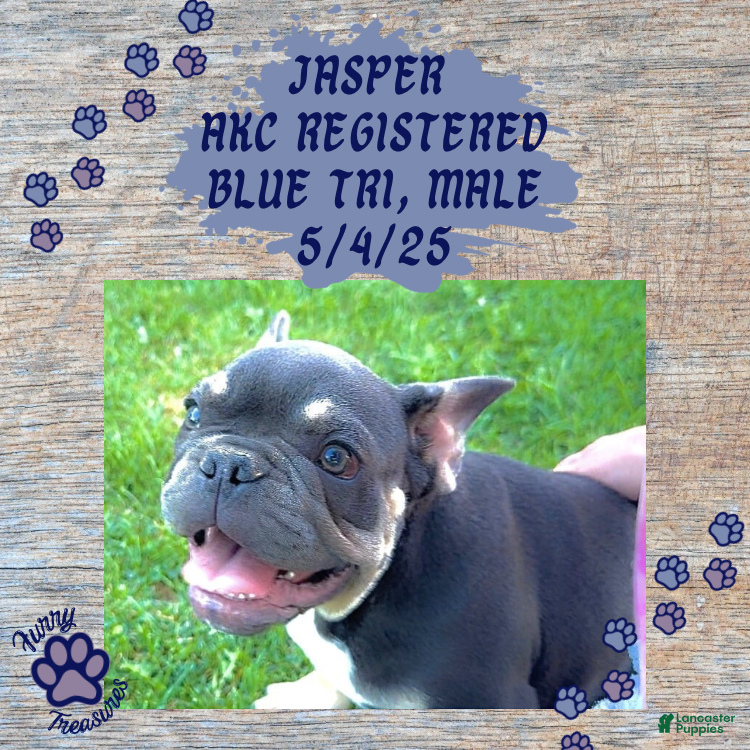 Full Grown Blue Tri French Bulldog Natural French Bulldog Puppies