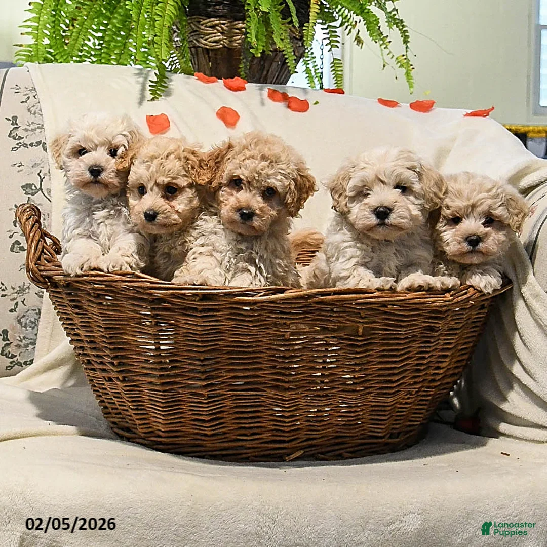 Maltipoo dogs for sale: Austin - Ad 5