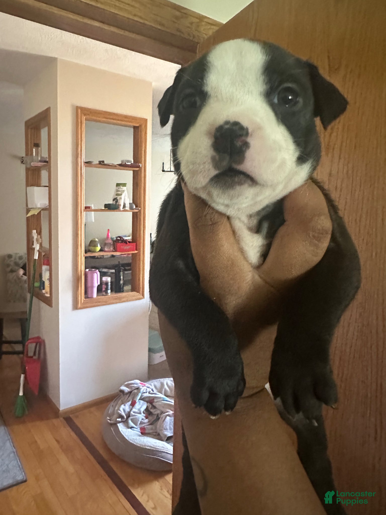 American Pit Bull Terrier dogs American Pit Bull Terrier Puppy 9 - Ad 5