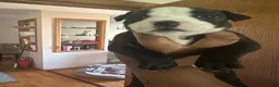 American Pit Bull Terrier dogs for sale: American Pit Bull Terrier Puppy 9 - Ad 1
