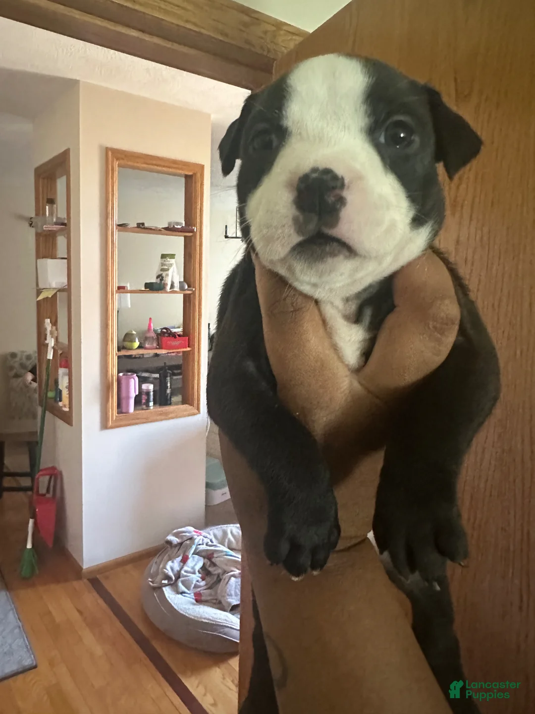 American Pit Bull Terrier dogs for sale: American Pit Bull Terrier Puppy 9 - Ad 1