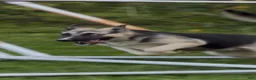 Gerberian Shepsky dogs for sale: Zina - Ad 4