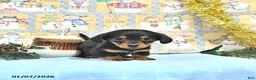 Miniature Dachshund dogs for sale: Miss Priss EXTRA SMALL - Ad 8