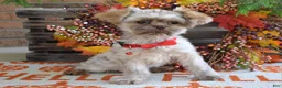 Shih Tzu dogs for sale: Riley - Ad 13