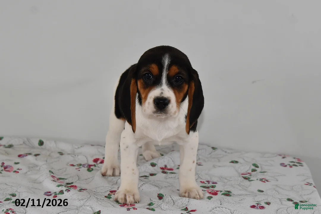 Beagle dogs for sale: Bucko - Ad 2
